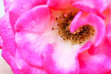 pembe gül yakın kadar ayrıntılı arka plan dokusu