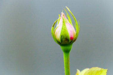 Sarı gül bahçesinde ağaç üzerinde Kapat