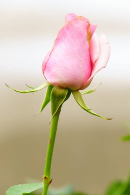 pembe Gül bahçesinde ağaç üzerinde kapat