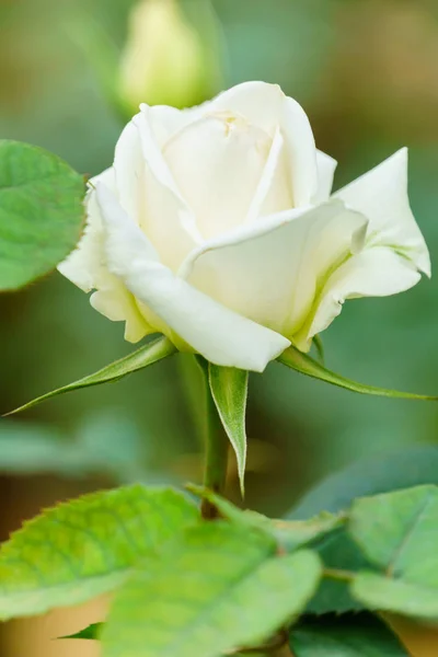 Rose Blanche Sur Arbre Dans Jardin Gros Plan — Photo