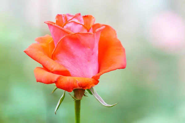 Rose Rouge Sur Arbre Dans Jardin Gros Plan — Photo