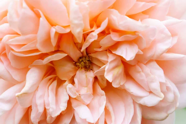 詳細背景テクスチャをすぐにピンクのバラ — ストック写真