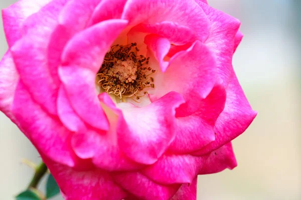 Розовая Роза Дереве Саду Близко — стоковое фото