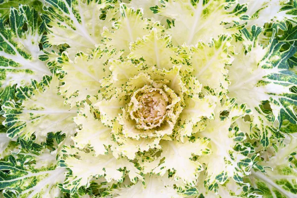 花园白色绿色观赏白菜特写 — 图库照片