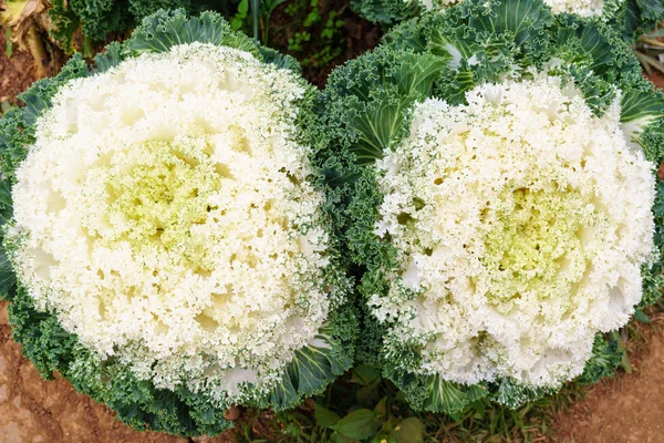 Chou Ornement Vert Blanc Dans Jardin Close — Photo