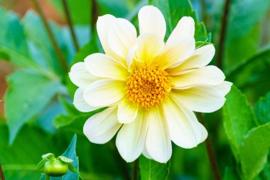 Ağaç bahçe beyaz delphinium çiçek yakın çekim