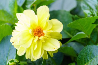 Sarı delphinium çiçek bahçesinde ağaç üzerinde Kapat