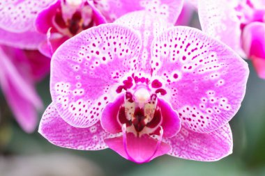 Beyaz pembe phalaenopsis orkide çiçek bahçesinde