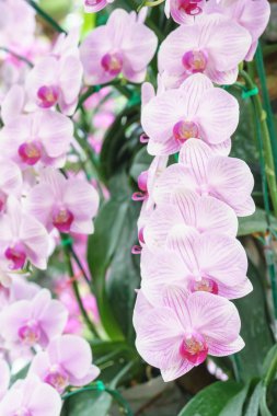 Beyaz pembe phalaenopsis orkide çiçek bahçesinde