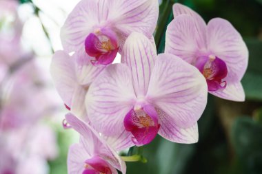 Beyaz pembe phalaenopsis orkide çiçek bahçesinde