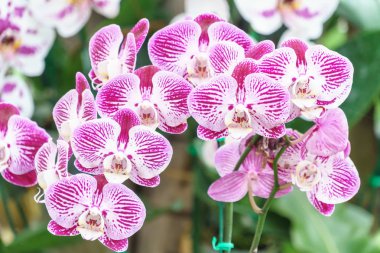 Beyaz pembe phalaenopsis orkide çiçek bahçesinde