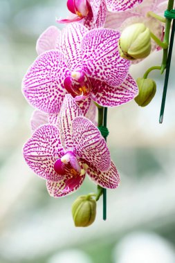Beyaz pembe phalaenopsis orkide çiçek bahçesinde