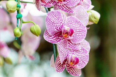 Beyaz pembe phalaenopsis orkide çiçek bahçesinde
