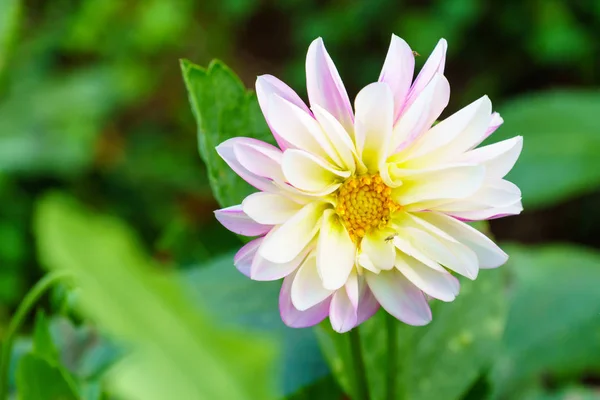 Close Van Witte Delphinium Flower Boom Tuin — Stockfoto