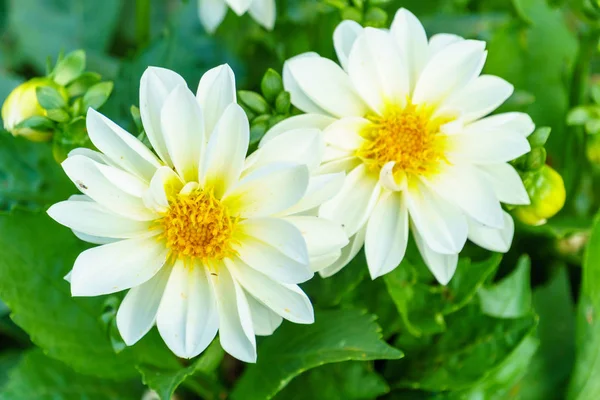 Close Van Witte Delphinium Flower Boom Tuin — Stockfoto