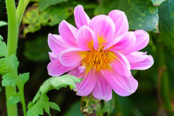 Kwiat Różowy Delphinium Drzewa Ogrodzie Bliska — Zdjęcie stockowe