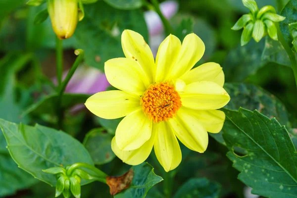 庭の木に黄色のデルフィ ニウムの花をクローズ アップ — ストック写真