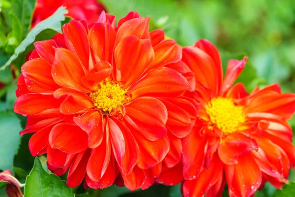 Kırmızı delphinium çiçek bahçesinde ağaç üzerinde Kapat