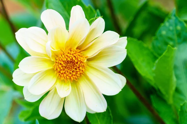 Kerti Szarkaláb Fehér Virág Közelről — Stock Fotó