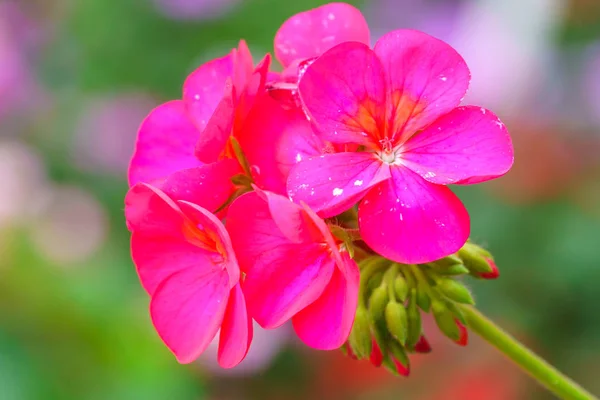Piros Muskátli Virág Kertben Közelről — Stock Fotó