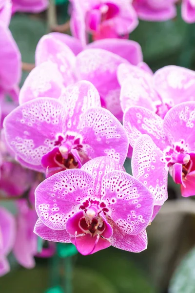 Flor Rosa Branca Orquídea Phalaenopsis Jardim — Fotografia de Stock