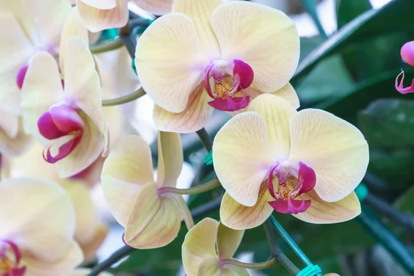 Yellow Phalaenopsis Orchid Flower Garden — Stock Photo, Image