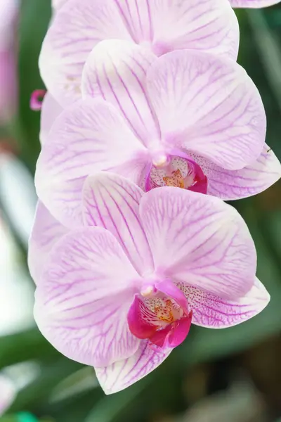 White Pink Phalaenopsis Orchid Flower Garden — Stock Photo, Image