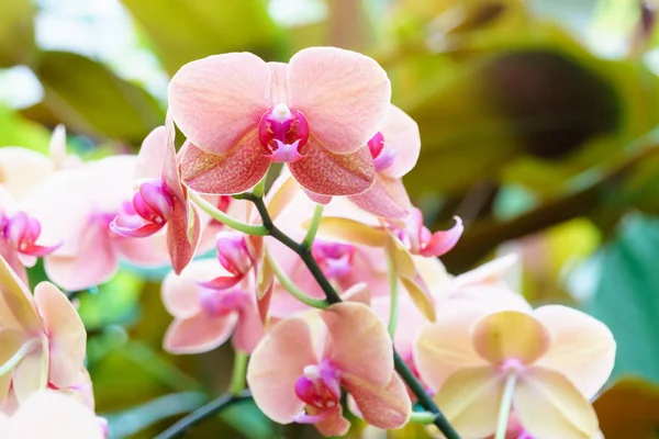 Kwiat Pomarańczowy Różowy Phalaenopsis Orchid Ogrodzie — Zdjęcie stockowe