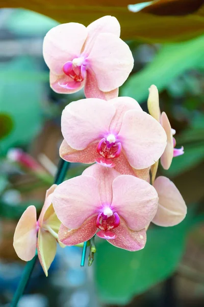 Oranje Roze Phalaenopsis Orchidee Bloem Tuin — Stockfoto