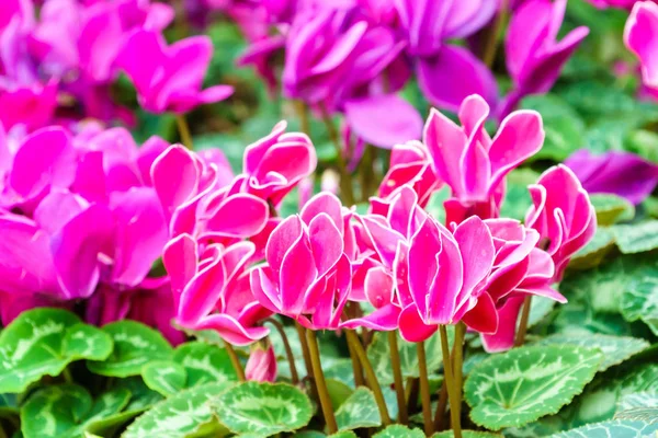 Розовый Белый Свежий Цветок Цикламена Саду — стоковое фото