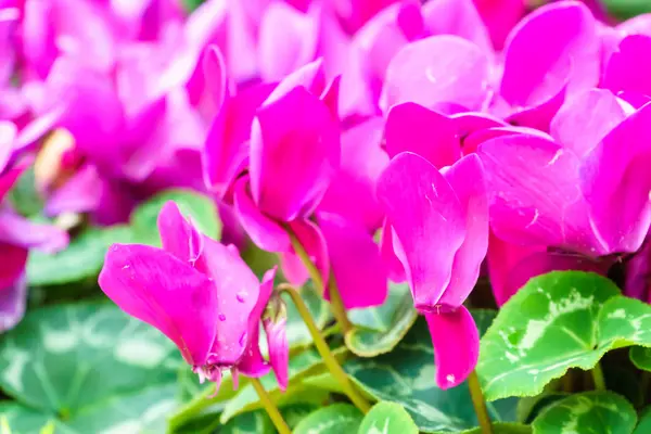 Lila Färska Cyklamen Blomma Trädgården — Stockfoto