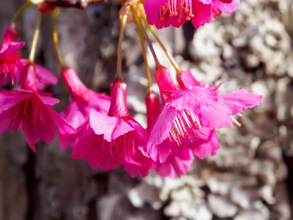 Flor Cereja Sakura Rosa Árvore Jardim — Fotografia de Stock