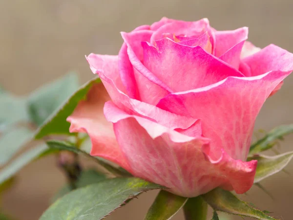 Pink Rose Boom Tuin Close — Stockfoto