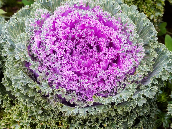 花园紫绿色观赏白菜特写 — 图库照片