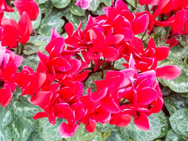 Красный Свежий Цветок Цикламена Саду — стоковое фото