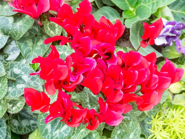 Flor Ciclamen Fresca Roja Jardín — Foto de Stock