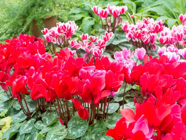 花园里的红新鲜仙客来花 — 图库照片