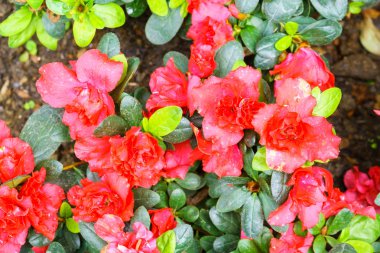 Kırmızı azalia çiçek bahçesinde yakın çekim