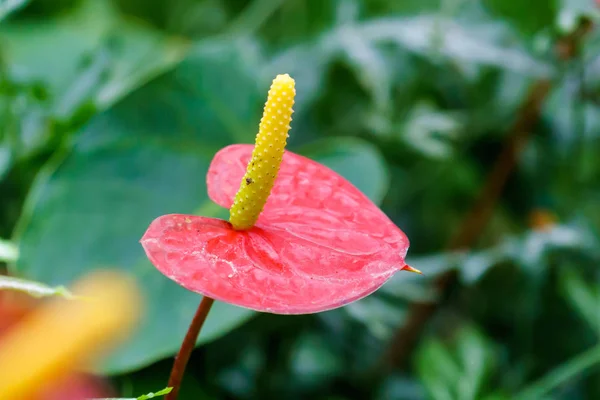 庭の赤黄色いフラミンゴ花クローズ アップ — ストック写真