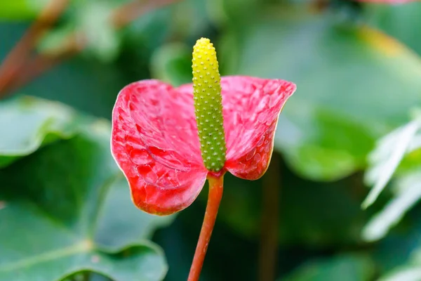 庭の赤黄色いフラミンゴ花クローズ アップ — ストック写真