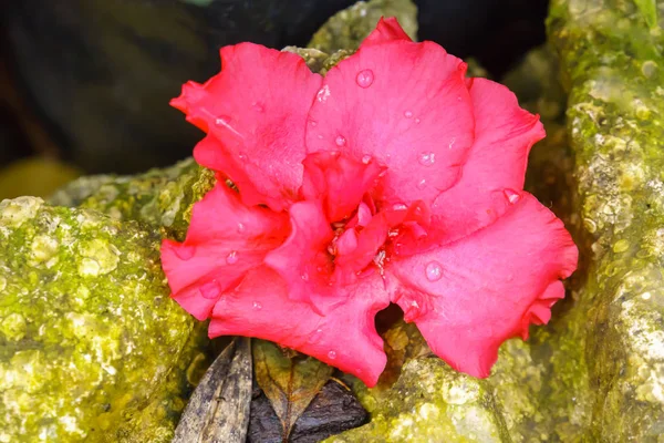 Azalia Rouge Fleur Dans Jardin Gros Plan — Photo