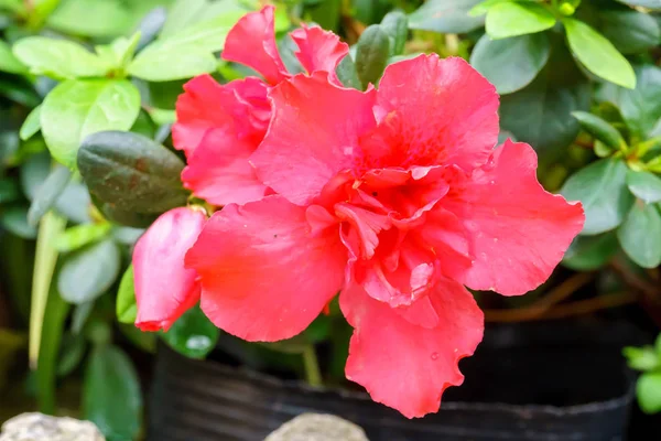 Rote Azalienblüte Garten Aus Nächster Nähe — Stockfoto