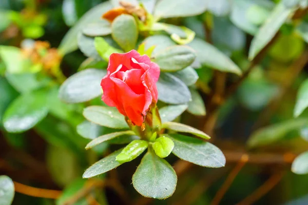 Azalia Rouge Fleur Dans Jardin Gros Plan — Photo