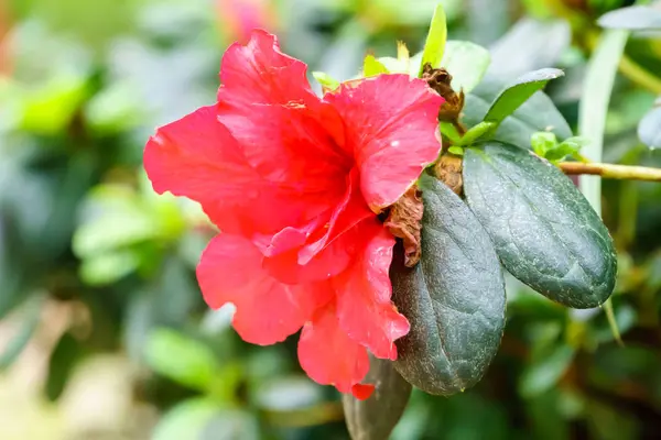 Azalia Vermelho Flor Jardim Perto — Fotografia de Stock