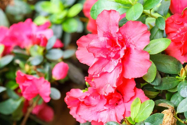 Εσωτερικη Azalia Κόκκινο Λουλούδι Στον Κήπο — Φωτογραφία Αρχείου