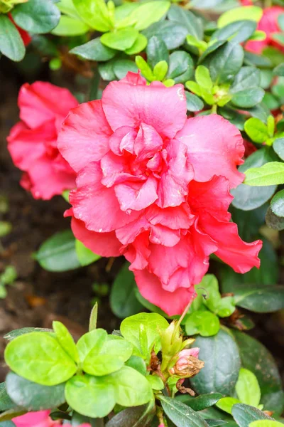 Azalia Czerwony Kwiat Ogród Bliska — Zdjęcie stockowe