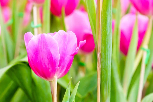 Rosa Färska Tulip Trädgården Närbild — Stockfoto