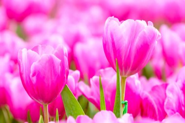 Pembe taze lale bahçesinde yakın çekim