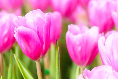 Pembe taze lale bahçesinde yakın çekim