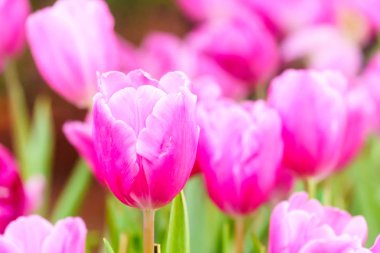 Pembe taze lale bahçesinde yakın çekim